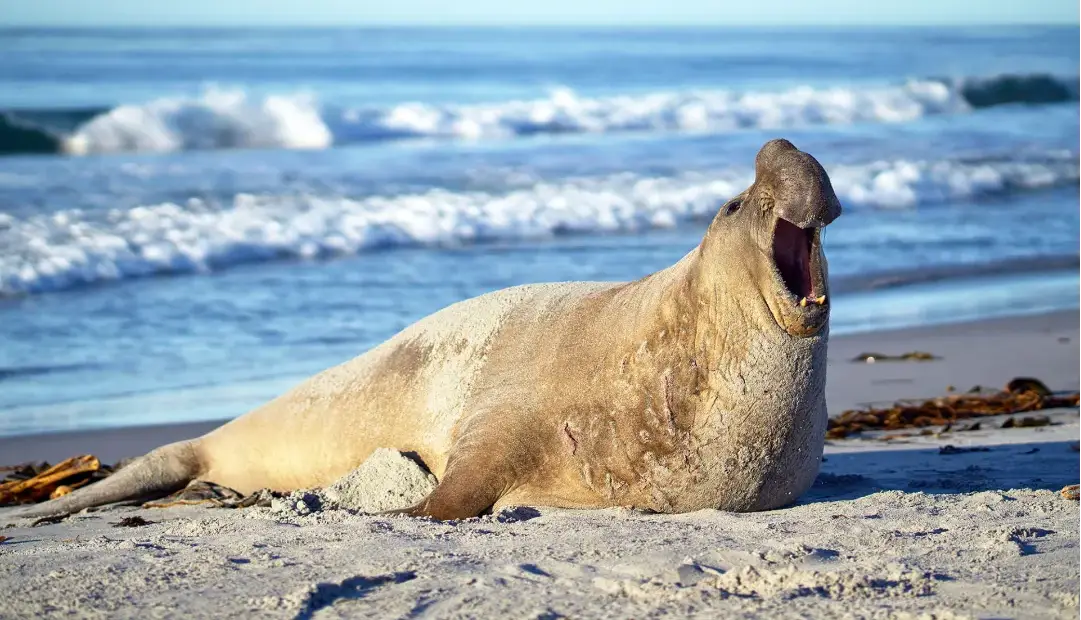 بزرگ‌ترین گوشت‌خوارسان جهان: این غول 3600 کیلویی از خودرو شما سنگین‌تر است