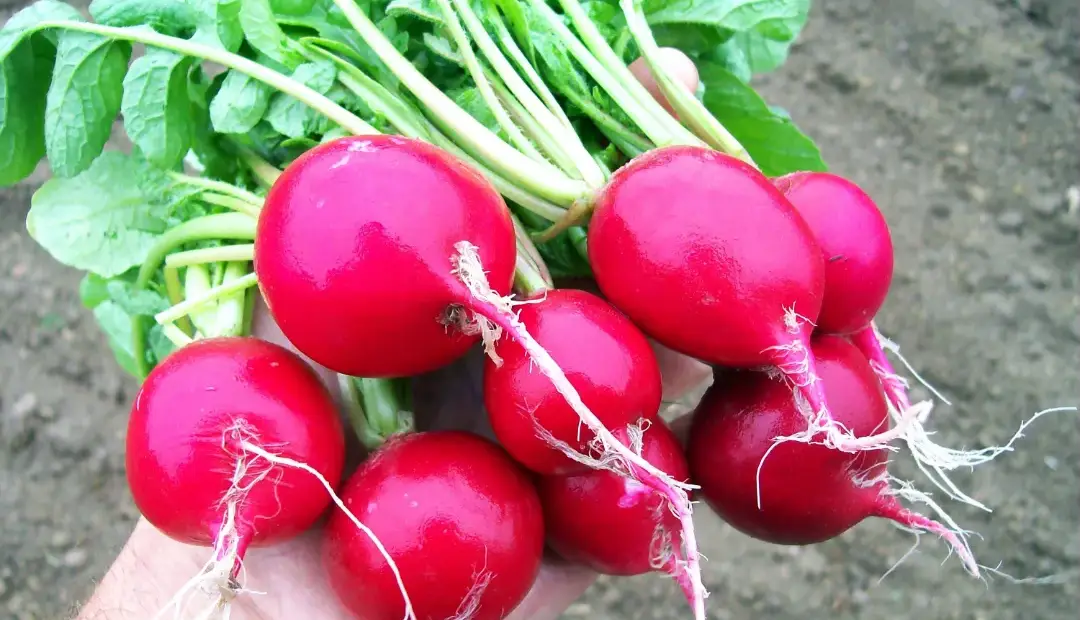 سبزیجات تازه ممکن است ذرات بسیار ریز پلاستیک را مستقیم از خاک جذب کنند