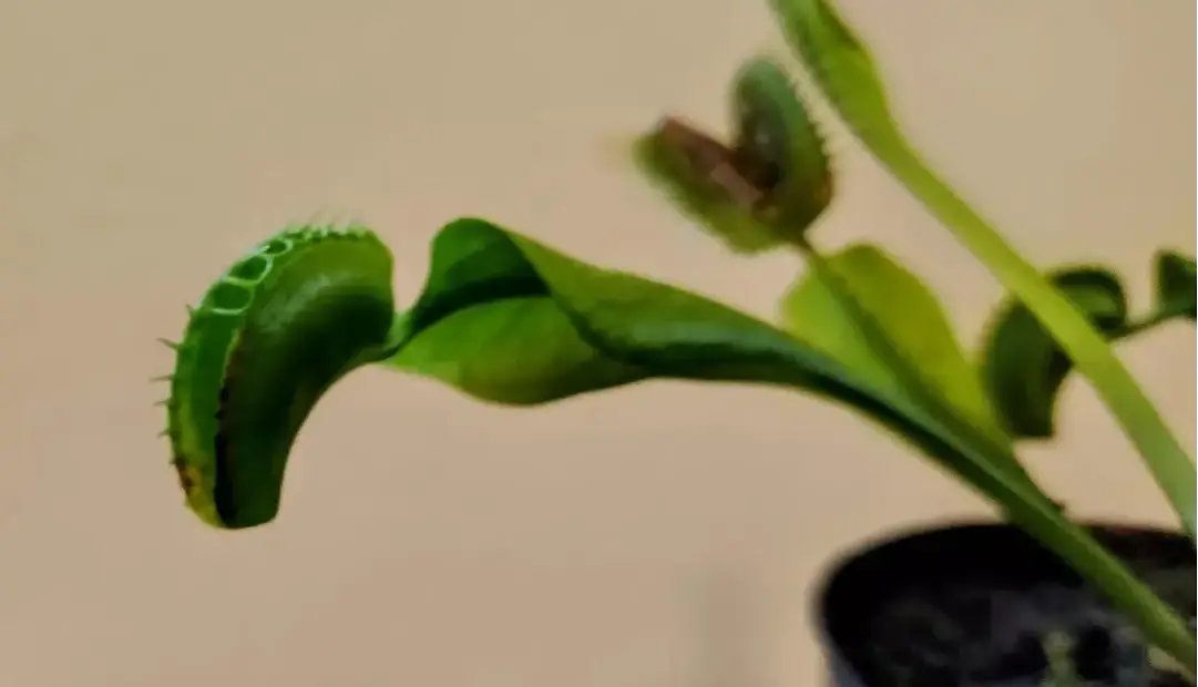 گیاهان گوشتخوار مغز ندارند؛ پس چگونه حشرات را با دقت بالا به دام می‌اندازند؟