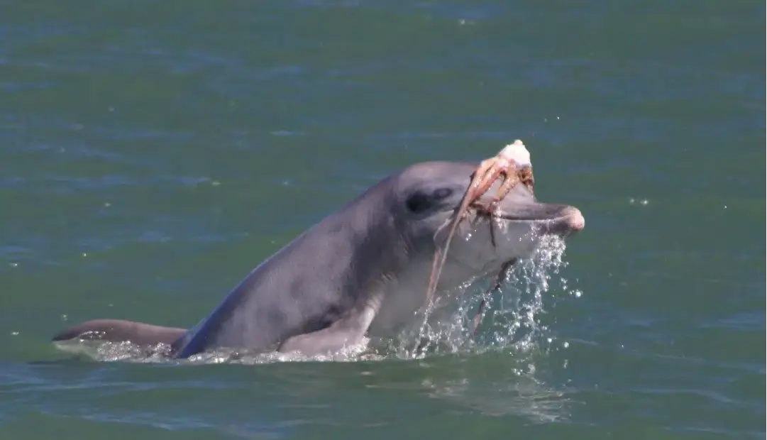 مد دریایی عجیب؛ دلفینها برای دلربایی از مادهها روی سرشان کلاهگیس میگذارند
