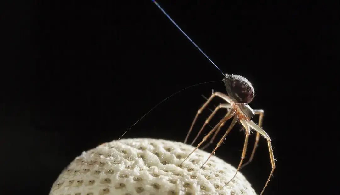 برخی عنکبوتها واقعاً میتوانند پرواز کنند؛ اما آنطور که به نظر میرسد ترسناک نیستند