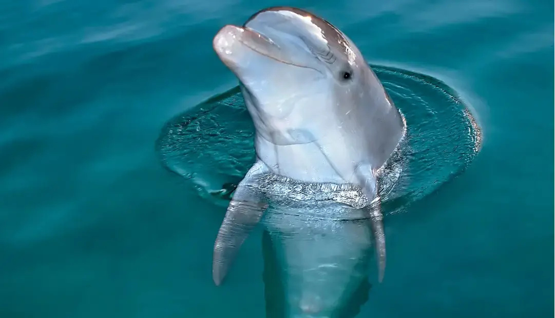 ما انسانها همهچیزخوار هستیم؛ اما به یک دلیل هرگز نباید سراغ گوشت دلفین برویم