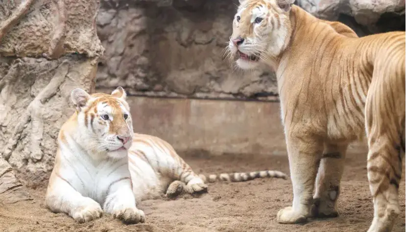 ببرهای طلایی از نادرترین گربه‌های بزرگ جهان‌اند؛ اما سرنوشت تلخی در انتظارشان است