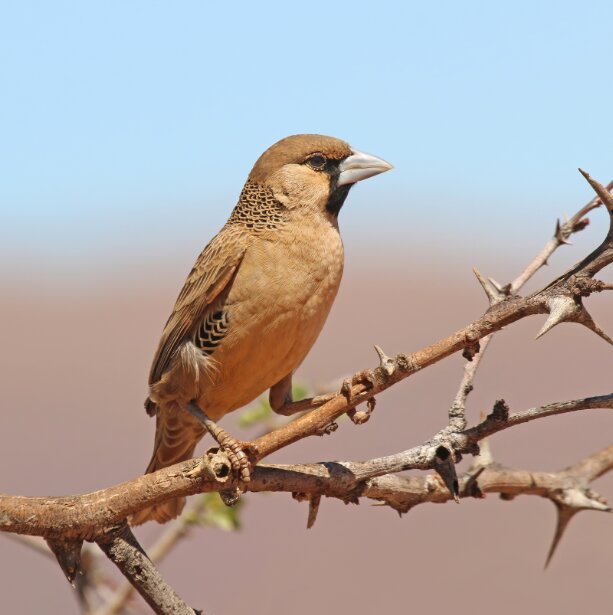 سیاست و بازاریابی