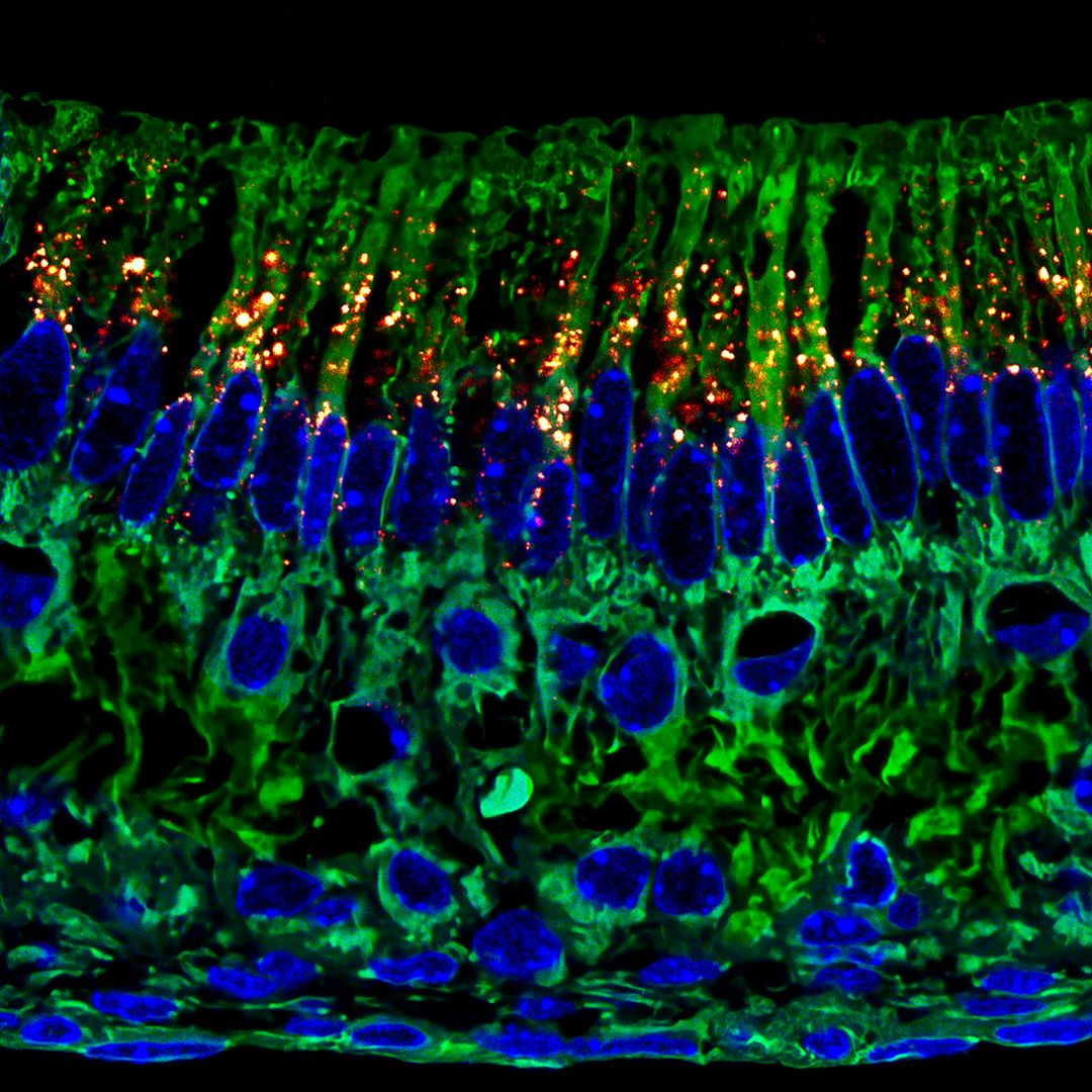 سیاست و بازاریابی