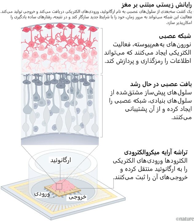 سیاست و بازاریابی